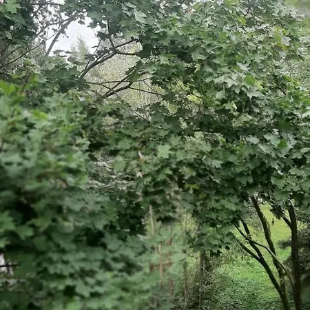 Auru Flat